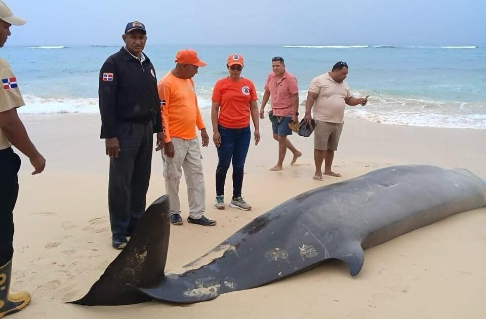 Mesoplodon muerto en Playa Grande reabre dudas sobre la respuesta ambiental