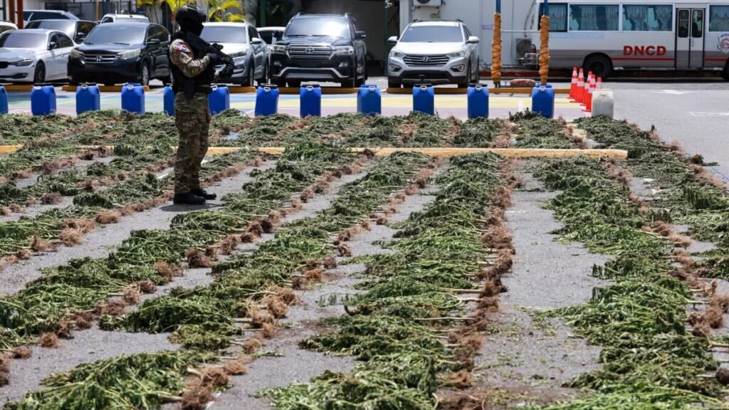 Más de 3,000 plantas de presunta marihuana en Ocoa vuelven a poner el foco sobre la vigilancia rural