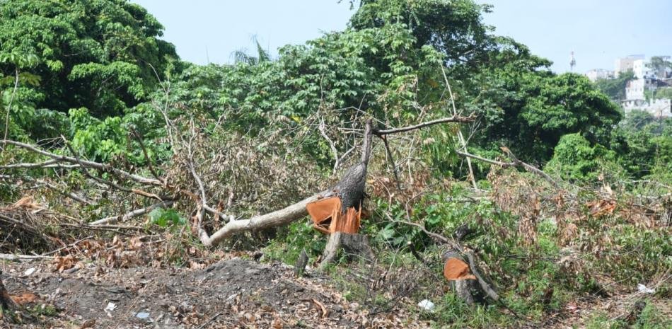 La tala en la 6 de Noviembre provoca reclamos y pone a Medio Ambiente bajo presión