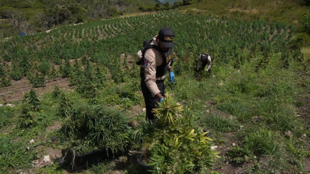 DNCD desmantela en Ocoa una plantación de más de 3,000 matas de marihuana y ocupa equipo de procesamiento