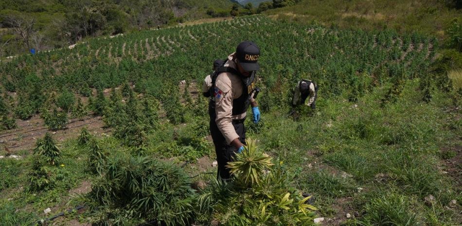 Incautan más de 3,000 plantas de marihuana en Ocoa y desarticulan un centro clandestino en El Pinar
