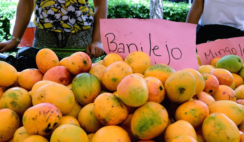 Expo Mango 2026 se celebrará en Baní con jornadas técnicas y actividades para el sector del mango