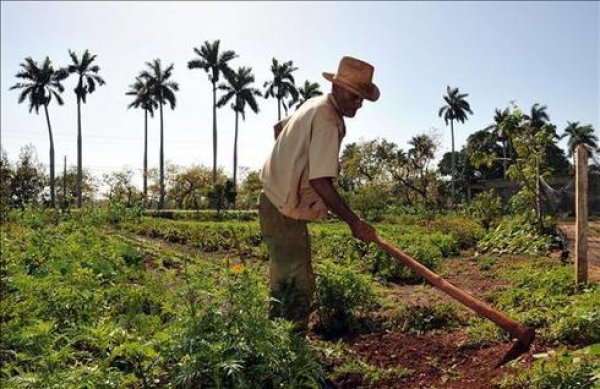 El sector agrícola dominicano mejora en el trimestre, pero persisten brechas de productividad