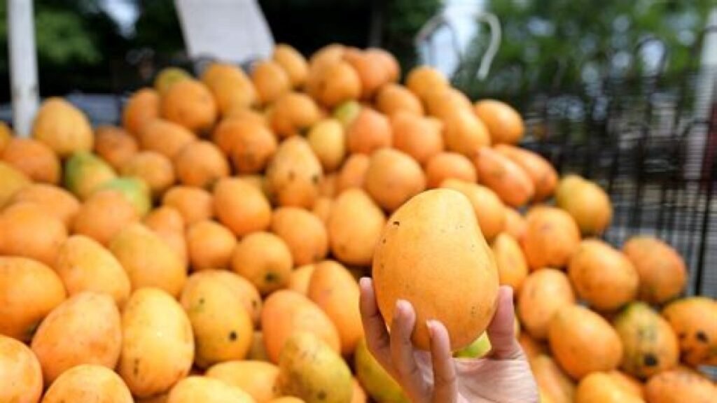 Suspensión del mango a Estados Unidos expone fallas de vigilancia y golpea al campo dominicano