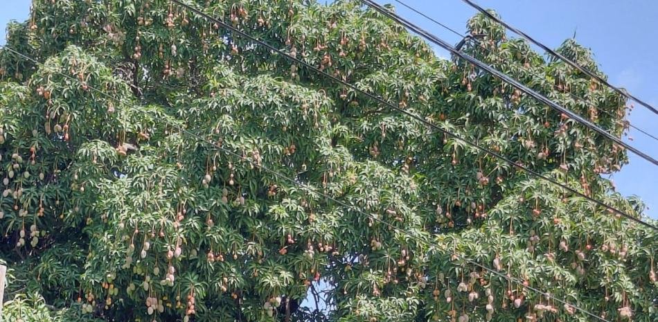 EEUU frena el mango dominicano tras una alerta de 2023 que no evitó la suspensión