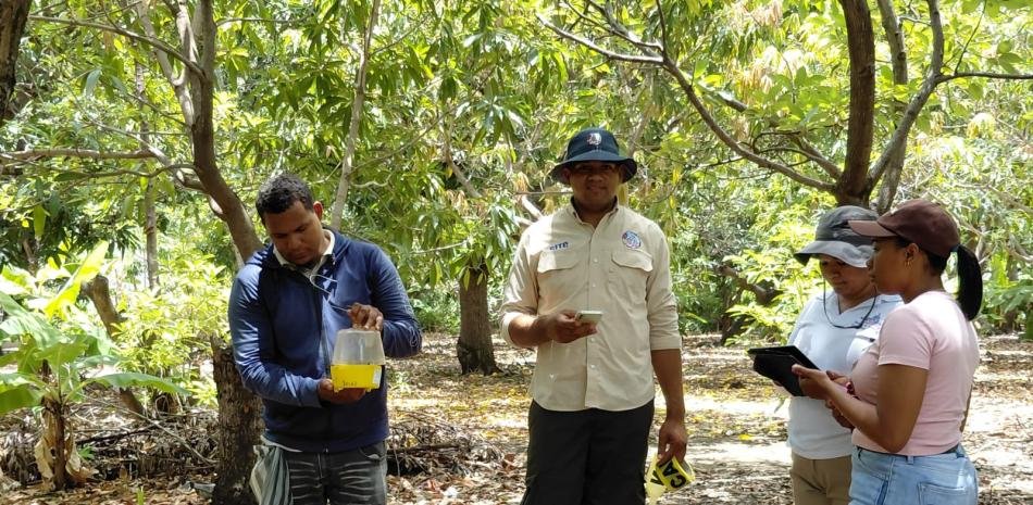 Agricultura despliega en Peravia un plan para frenar la mosca de la fruta y reabrir el mango en EE.UU.
