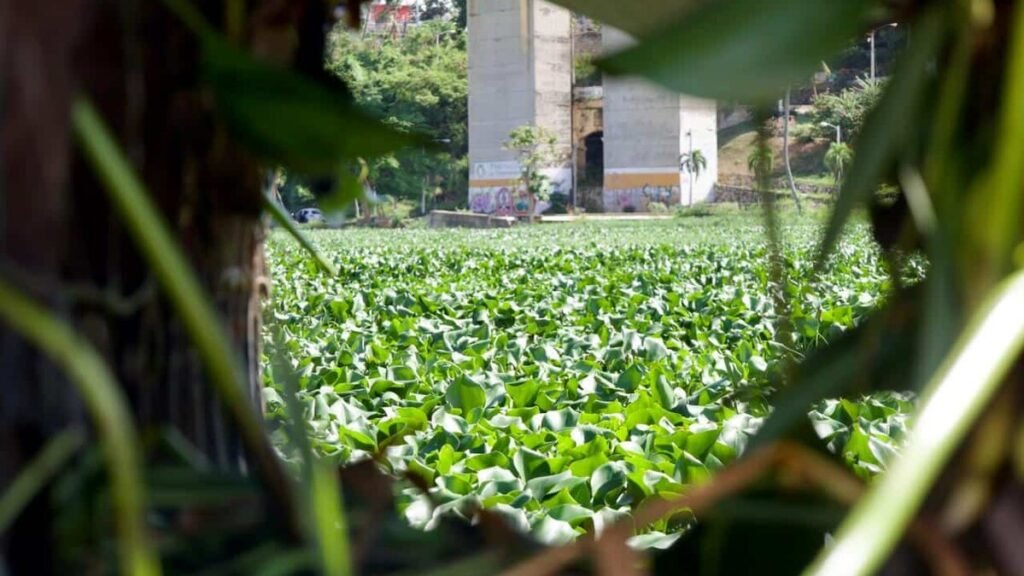 Lilas vuelven a tapar el Ozama y exponen la contaminación que persiste tras las lluvias